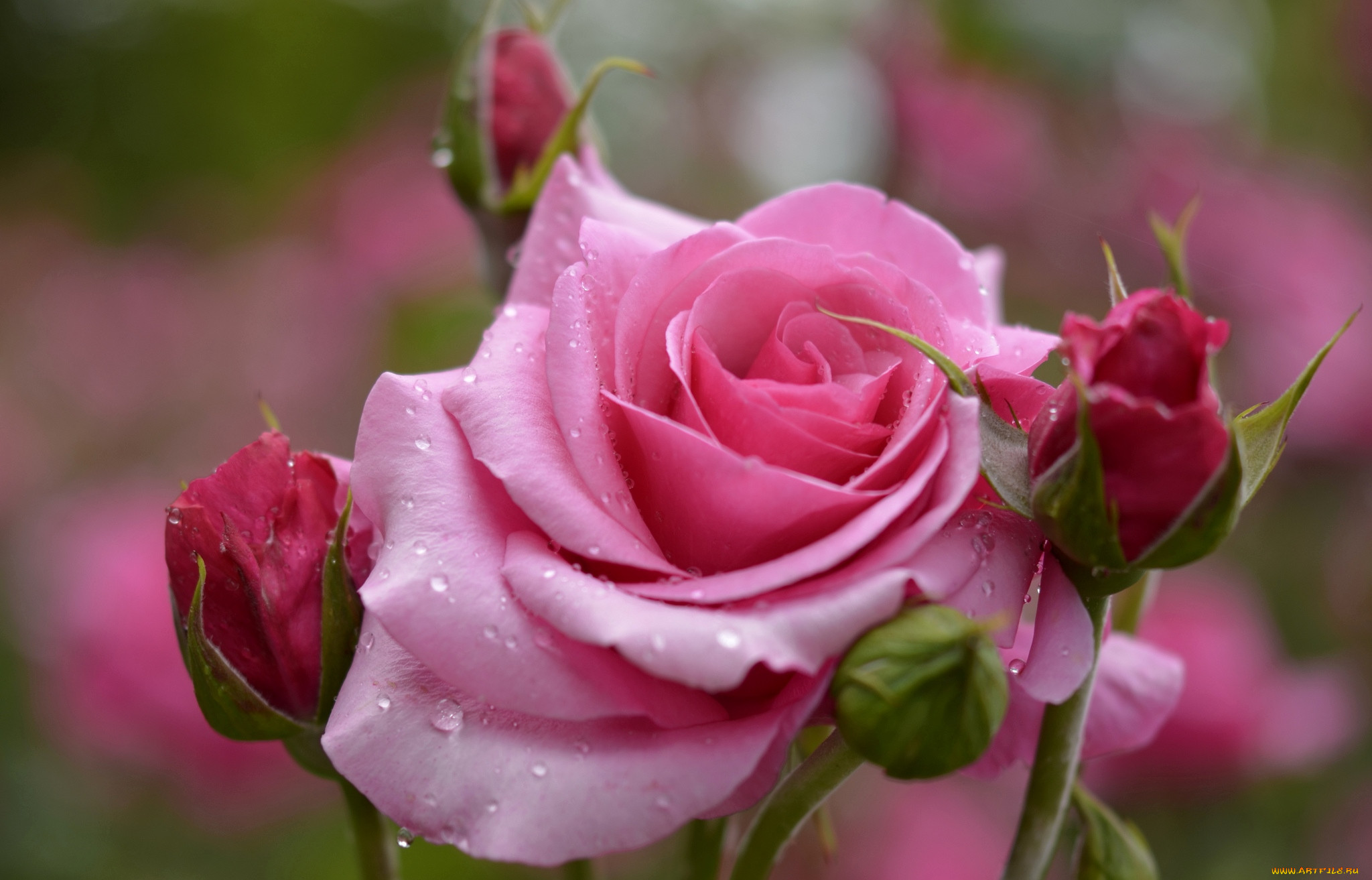 Розы красивое видео. Красивые розы. Нежные розы. Розовые цветы. Самые красивые розы.